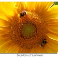Bumblebee-02-01.jpg