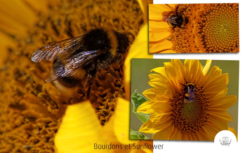 Bumblebee-03-01.jpg