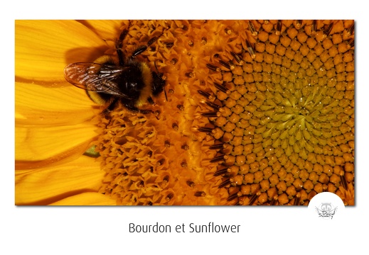 BumbleBee & Sunflowers