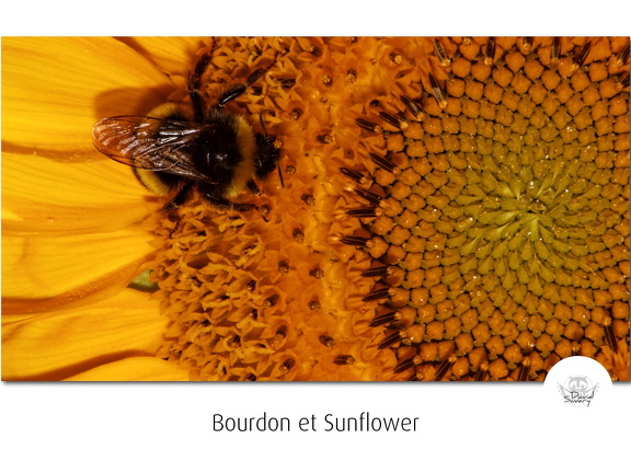 BumbleBee & Sunflowers
