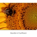 Bumblebee-04-01.jpg