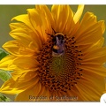 Bumblebee-05-01.jpg
