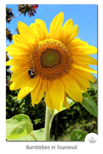 Bumblebee-01.jpg