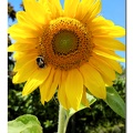 Bumblebee-01.jpg