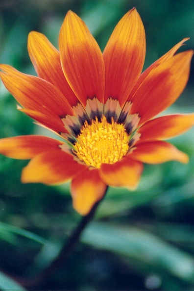 fleur_orange.jpg