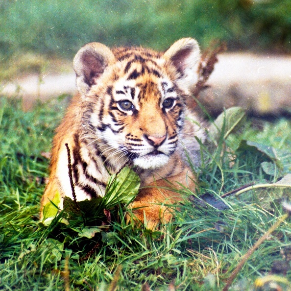 Tigre-2n.jpg
